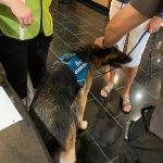 Mozart the Guide Dog in training out of harness being petted by attendees