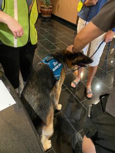 Mozart the Guide Dog in training out of harness being petted by attendees